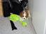 Cavalier king charles spaniel Thyholms Otto Of Oddesund - Otto og hans yndlingsbamse