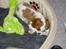 Cavalier king charles spaniel Thyholms Otto Of Oddesund