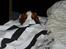 Cavalier king charles spaniel Thyholms Otto Of Oddesund - Gemmer sig bag dynen
