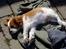 Cavalier king charles spaniel Thyholms Otto Of Oddesund - Så flader vi ud i det gode vejr