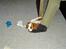 Cavalier king charles spaniel Thyholms Otto Of Oddesund