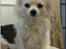 Chihuahua } Rocco