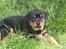 Rottweiler Ace
