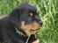 Rottweiler Ace