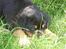 Rottweiler Ace