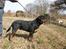 Rottweiler Ace
