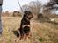 Rottweiler Ace
