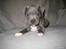 Staffordshire bull terrier Bentley - Bentley 5 uger gammel