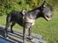 Staffordshire bull terrier Bentley