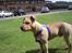 Blanding af racer Joe (himmelhund) - 26/6-09 :) 5 måneder. min store dreng <333