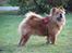 Chow chow Revel's Don Juan - På tur. :-)