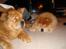 Chow chow Revel's Don Juan - Her hygger Kenzo med Baomu nytårs aften 09-10, de var bedste venner. Men intet varer evigt.