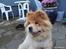 Chow chow Beijing's Baomu Laoshi - Velkommen, læg en bedømmelse og evt. en kommentar? :D [Foto: Lea Rasander]
