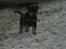 Rottweiler Ace