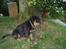 Rottweiler Ace