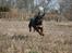 Rottweiler Ace