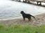Rottweiler Ace
