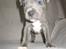 Staffordshire bull terrier Bentley