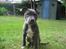 Staffordshire bull terrier Bentley