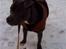Staffordshire bull terrier Bentley