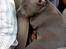 Staffordshire bull terrier Bentley