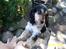 Cocker spaniel Nanna - Prøv og læg mærke til "glorien" over Nannas hoved. 