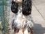 Cocker spaniel Nanna - Nanna 1 år gammel