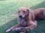 Blanding af racer Tiggy R.I.P :(
