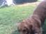 Blanding af racer Tiggy R.I.P :(