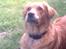 Blanding af racer Tiggy R.I.P :(