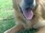 Blanding af racer Tiggy R.I.P :(