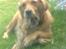 Blanding af racer Tiggy R.I.P :(