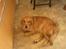 Blanding af racer Tiggy R.I.P :(