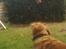 Blanding af racer Tiggy R.I.P :( - Farvel og tak for kigget