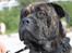 Mallorca Mastiff / Ca de Bou Albert - 1 år gammel