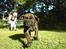 Mallorca Mastiff / Ca de Bou Albert - ca. 3 måneder gammel