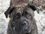 Mallorca Mastiff / Ca de Bou Albert - sommer 2010