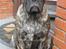 Mallorca Mastiff / Ca de Bou Albert