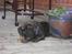 Mallorca Mastiff / Ca de Bou Albert - dentastix - ellers bider han i vores sko eller arme eller hvad han nu kan få fat i :b