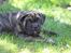 Mallorca Mastiff / Ca de Bou Albert