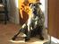Mallorca Mastiff / Ca de Bou Albert - 2010