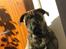 Mallorca Mastiff / Ca de Bou Albert - 2010