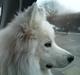 Samojedhund Samson