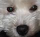 West highland white terrier Magnus