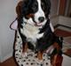 Berner sennenhund Chakira