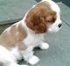 Cavalier king charles spaniel Thyholms Otto Of Oddesund