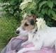 Jack russell terrier l Laika<3