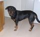 Rottweiler Bella Himmelhund