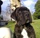 Cane corso Mojo!