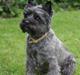 Cairn terrier Fussi